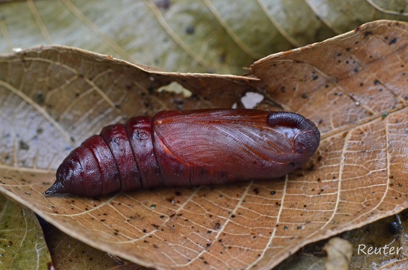 Ligusterschwärmer (Sphinx ligustri)